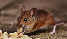 24 Hour & Emergency Exterminators in Murrieta Hot Springs, CA